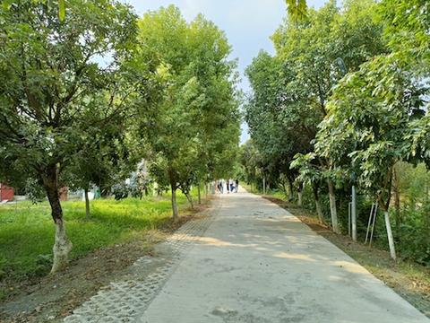 紅嶺村村道寬闊整潔，綠樹成蔭.jpg
